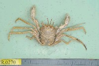 藏品(東方人面蟹)的圖片